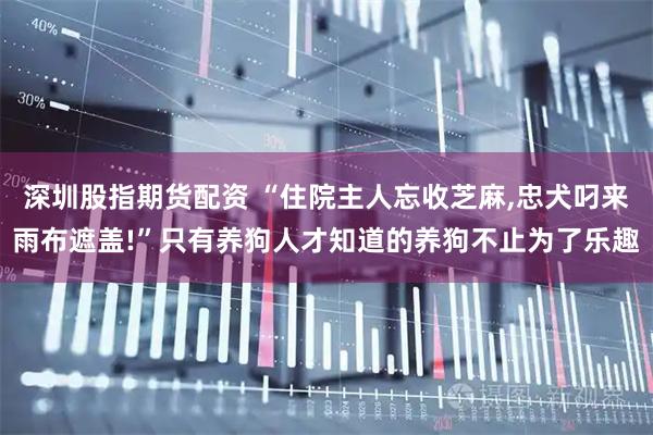深圳股指期货配资 “住院主人忘收芝麻,忠犬叼来雨布遮盖!”只有养狗人才知道的养狗不止为了乐趣